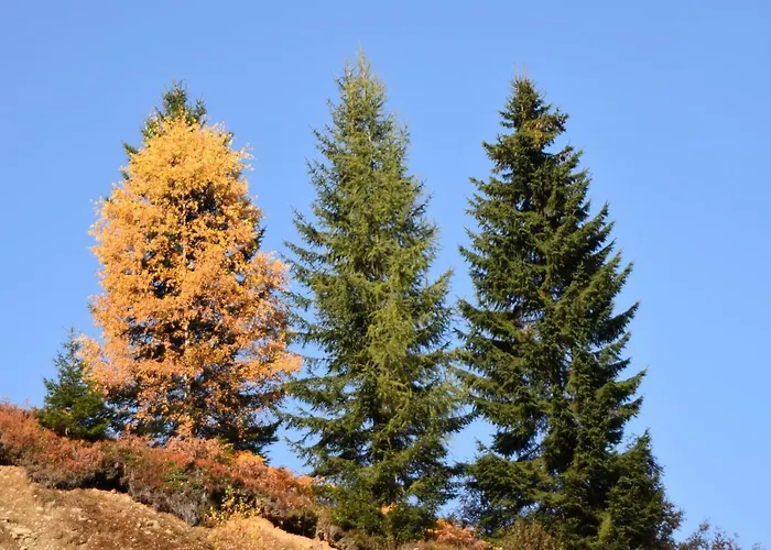 Ferienhaus Verditzhütte *